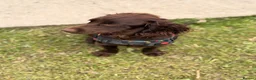 Cocker Spaniel dogs for sale: Jasper (cocker spaniel)  in Ferryhill - Advert 2