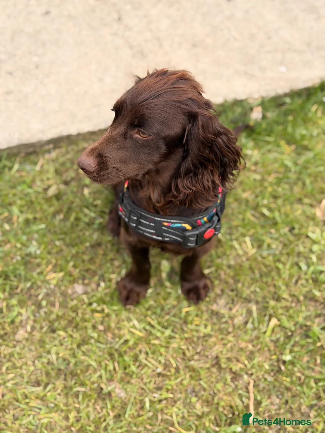 Cocker Spaniel dogs for sale: Jasper (cocker spaniel)  in Ferryhill - Advert 2