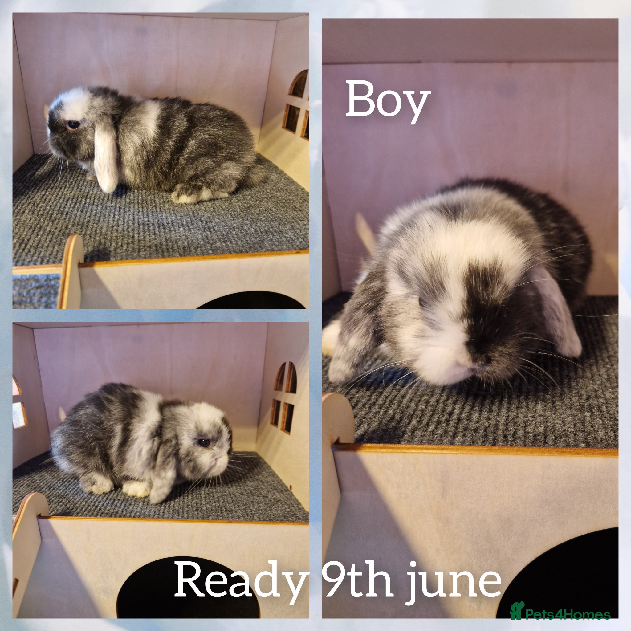 Mini Lop rabbits for sale: Mini lop kits ready next week  - Advert 1