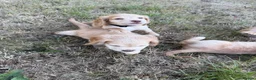 Cocker Spaniel dogs for sale: KC Registered Cocker Spaniel Puppies - Advert 14
