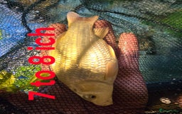 Koi Carp fish for sale: Pond fish  gost carp  gold fish  and more - Image 4