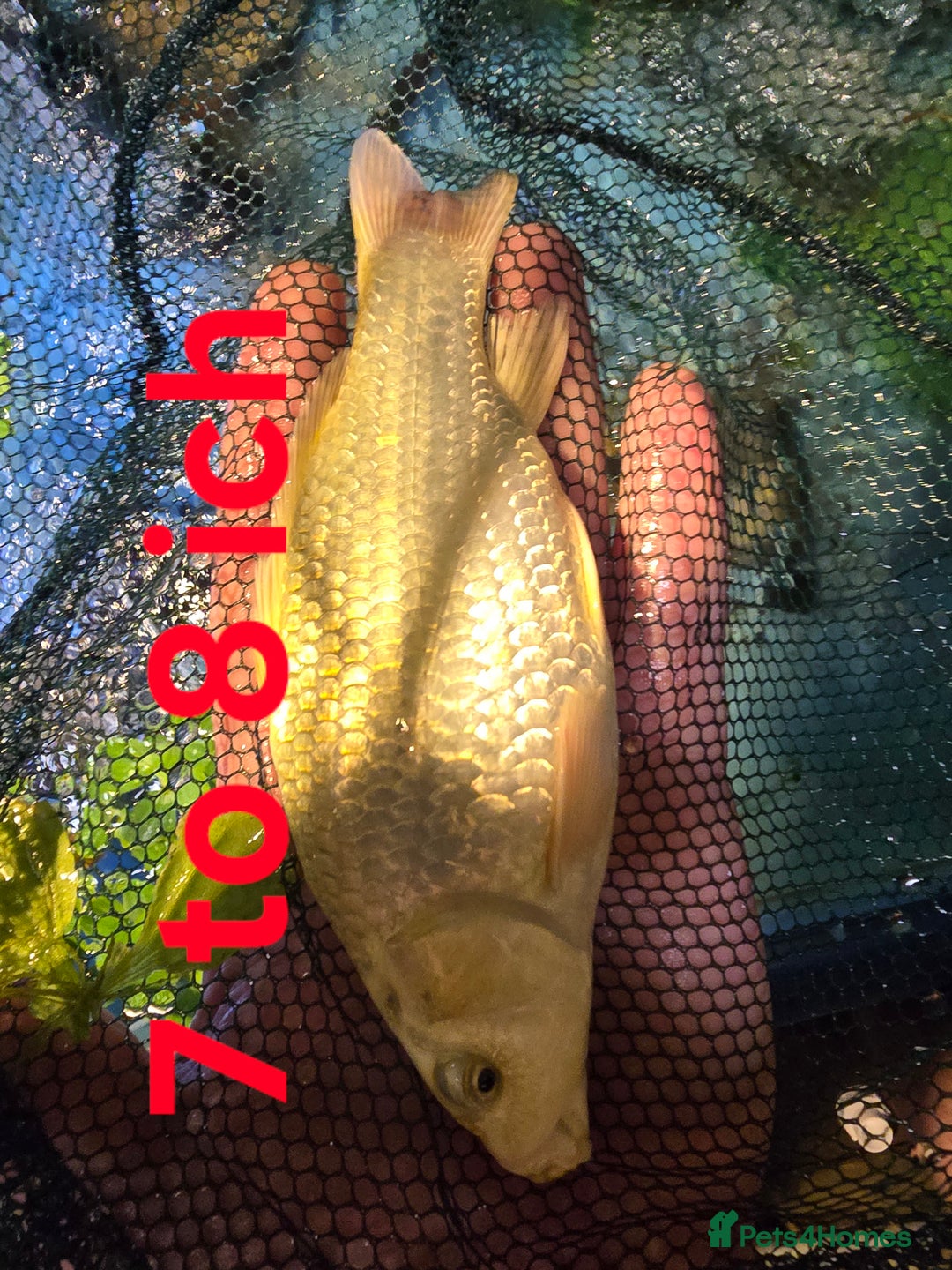 Koi Carp fish for sale: Pond fish  gost carp  gold fish  and more - Image 4