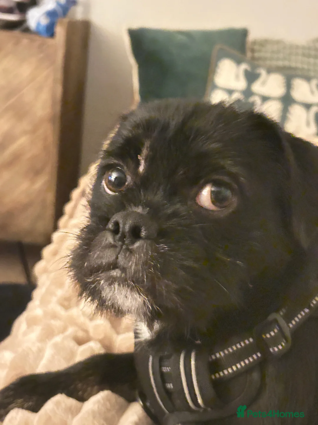 Jug dogs for sale: 11Mth old male JUG For rehoming - Advert 1