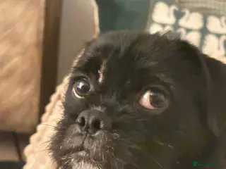 Jug dogs 11Mth old male JUG For rehoming - Advert 6