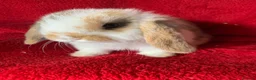 Mini Lop rabbits for sale: Adorable Pure Mini Lop Rabbit - Advert 1