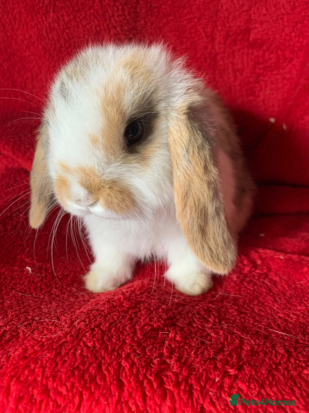 Mini Lop rabbits for sale: Adorable Pure Mini Lop Rabbit - Advert 1