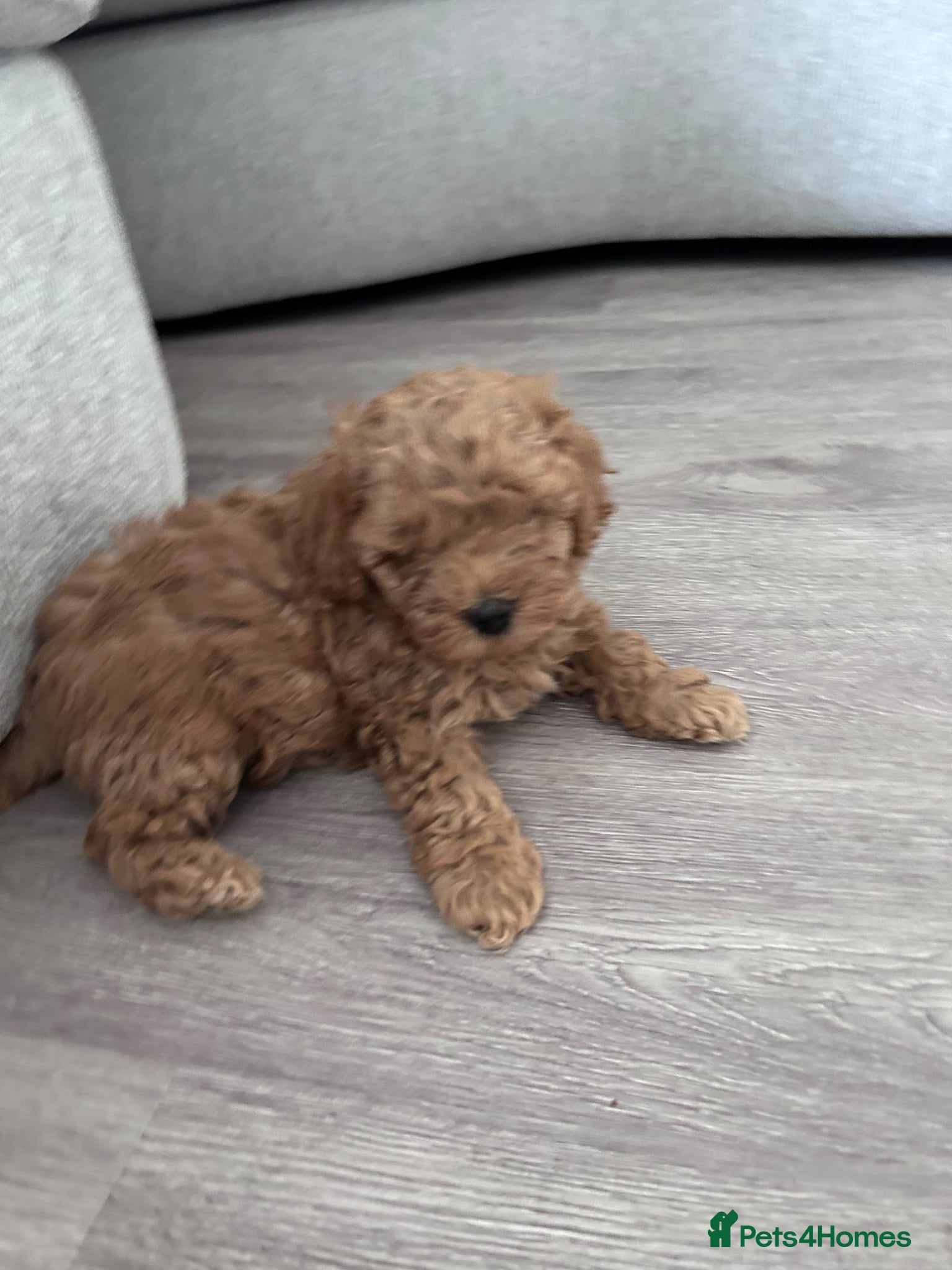 Cavapoo dogs Beautiful tiny f1bb cavapoo puppies PRA clear - Advert 7