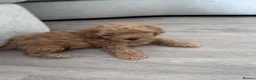 Cavapoo dogs for sale: Beautiful tiny f1bb cavapoo puppies PRA clear - Advert 2
