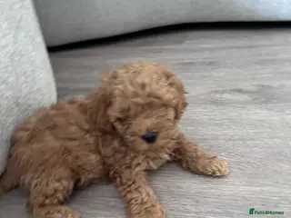 Cavapoo dogs Beautiful tiny f1bb cavapoo puppies PRA clear - Advert 7