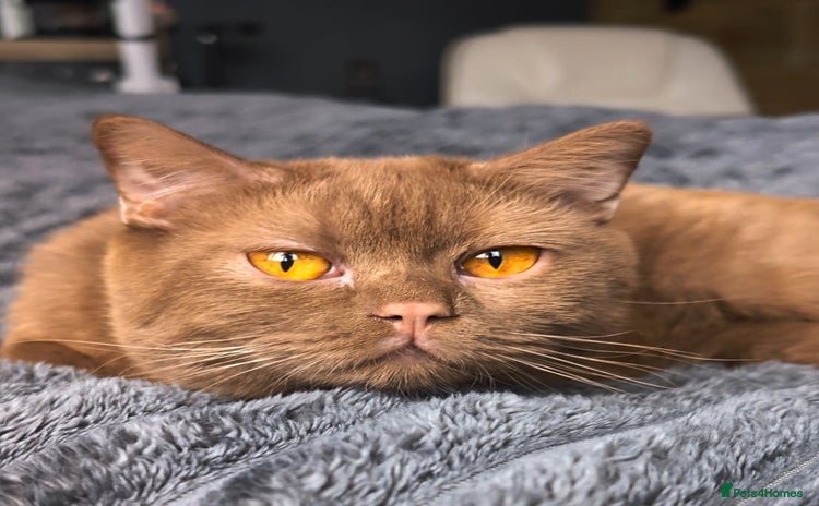 British Shorthair cats - Advert 15
