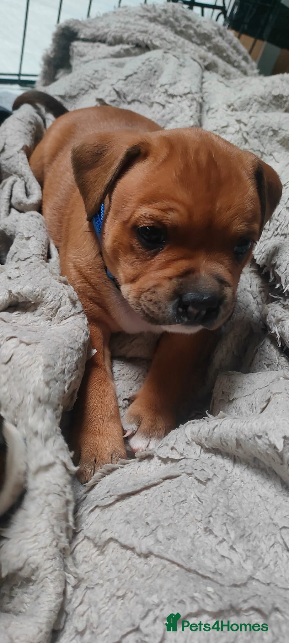 Staffordshire Bull Terrier dogs Beautiful puppies🐶🐶🐶🐶 - Advert 1