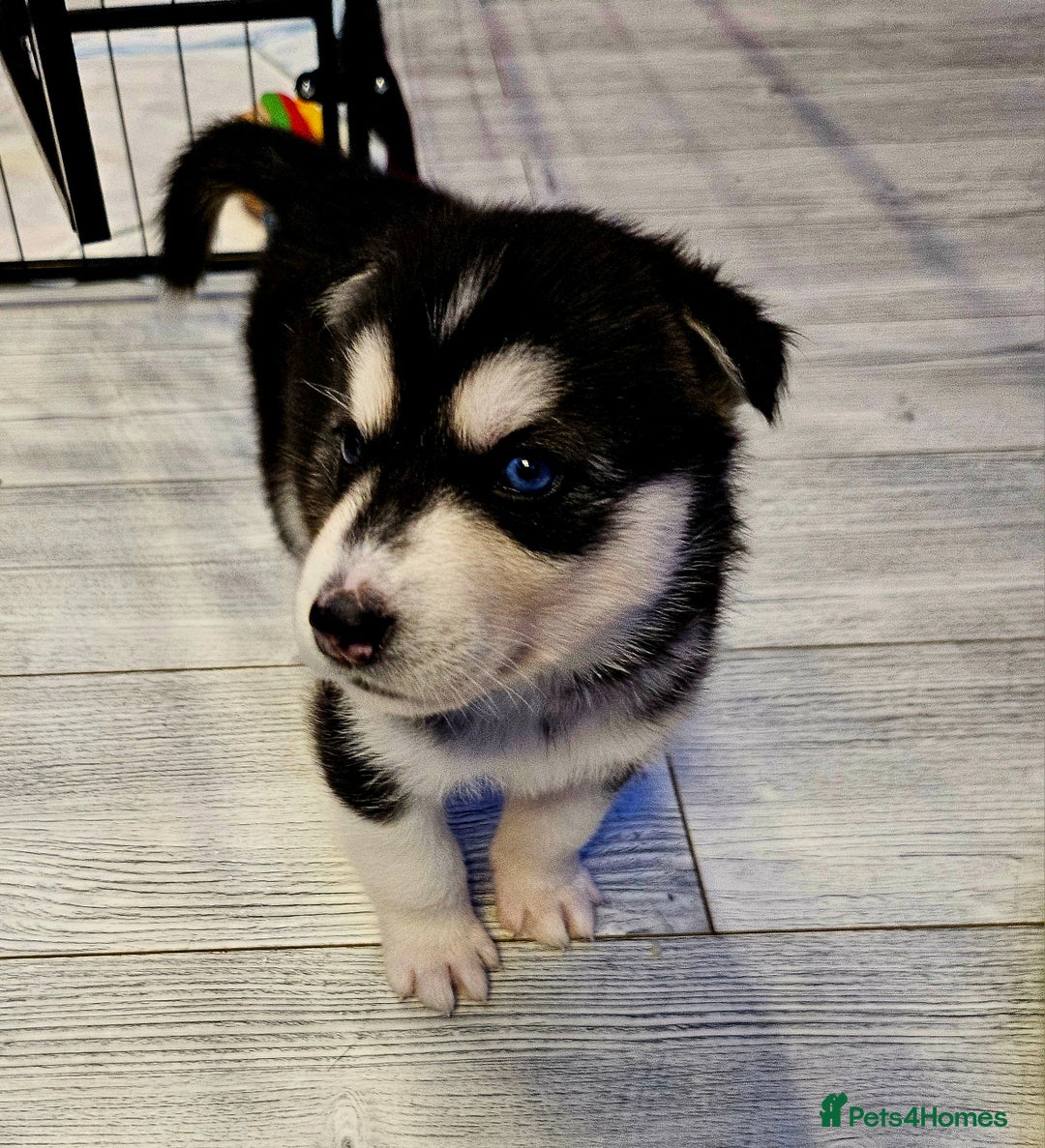 Siberian Husky dogs for sale: Siberian Husky Puppies  - Advert 7