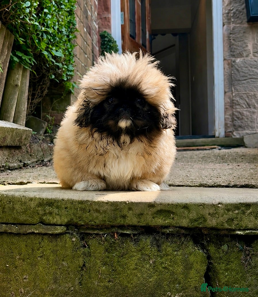 Pekingese dogs 1 Girl left. KC Registered Pekingese Puppies - Advert 2