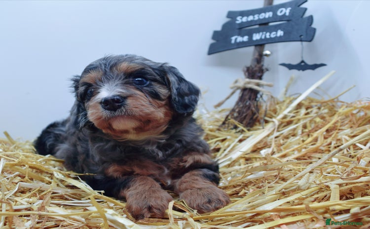 Cavapoo dogs - Advert 1