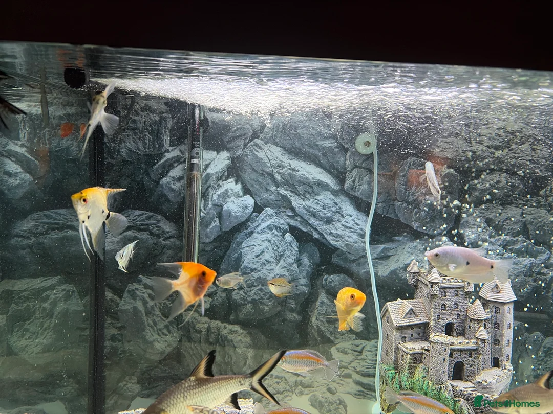 Other/Mixed Breed fish for sale: Tropical fish for sale - Advert 4