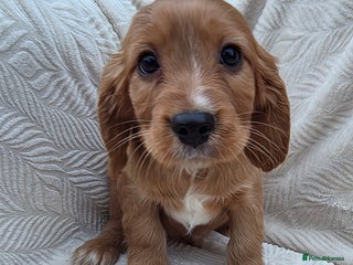 Cavalier King Charles Spaniel dogs Beautiful cavalier puppies ready now last boy - Advert 1