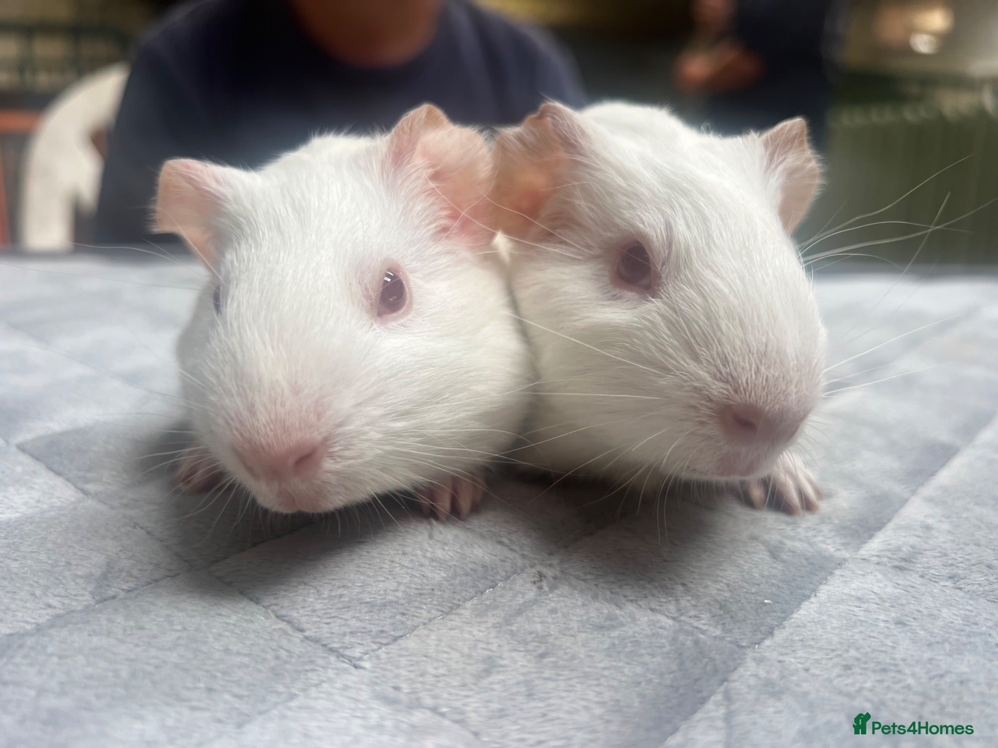 Guinea Pig rodents Lovely baby guinea pigs for sale  - Advert 1