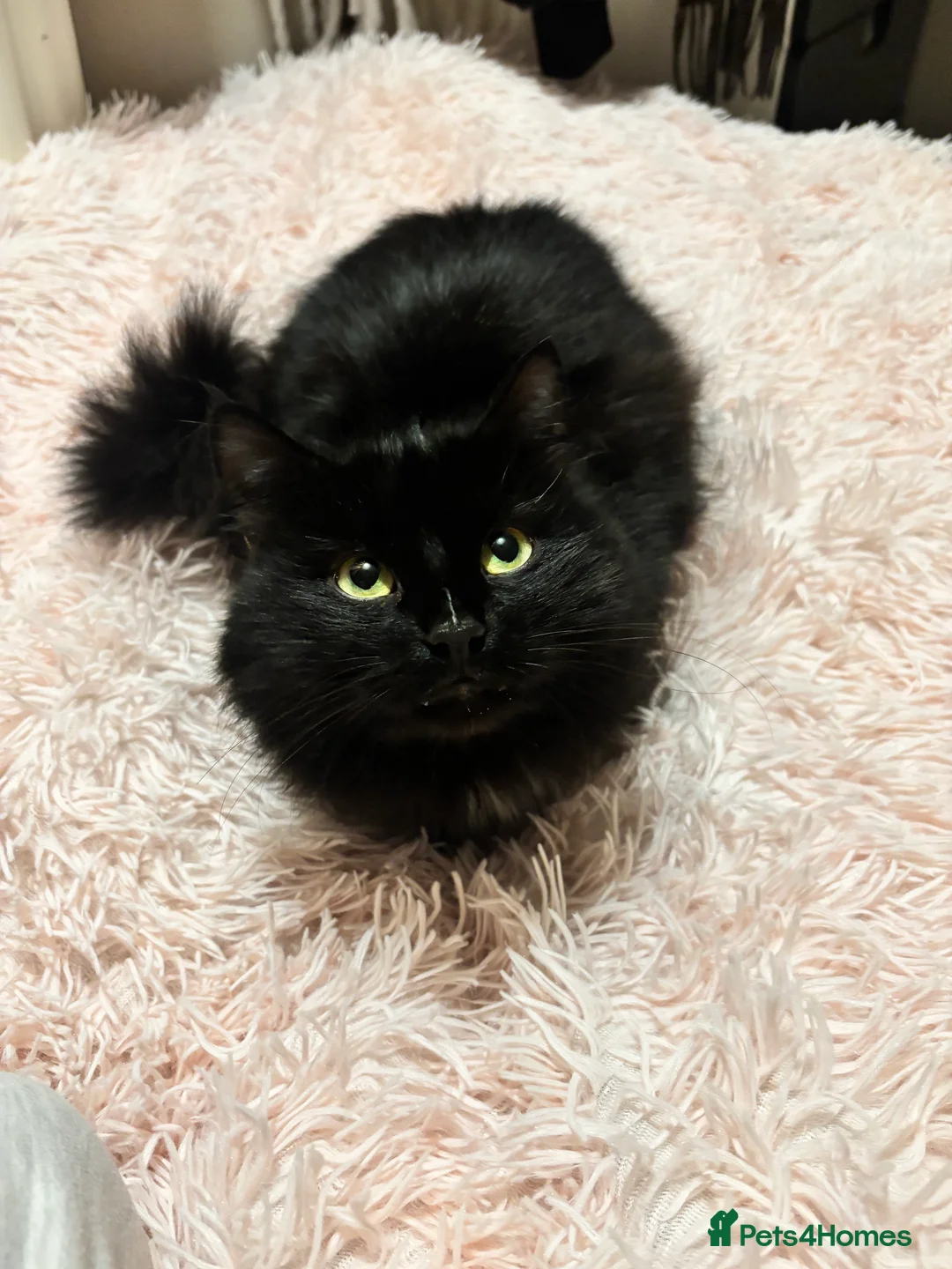 British Longhair cats for sale: Kitty looking for a home! in Leicester - Advert 4