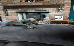 Maine Coon cats for sale: Beautiful Maine Coon x Ragdoll kittens  - Image 8