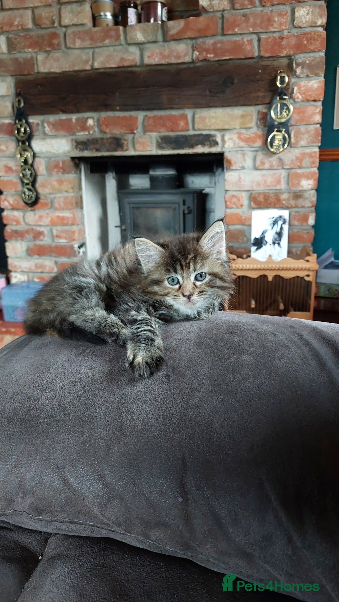 Maine Coon cats for sale: Beautiful Maine Coon x Ragdoll kittens  - Image 8