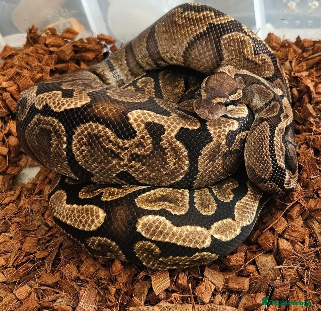 Python Snake reptiles CB21 GHI royal python (proven) - Advert 1