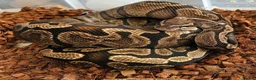 Python Snake reptiles for sale: CB21 GHI royal python (proven) - Advert 1