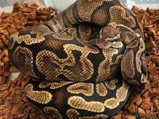 Python Snake reptiles CB21 GHI royal python (proven) - Advert 1