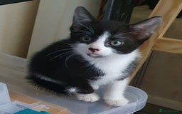 Mixed Breed cats for sale: Beautiful Siamese Cross Kittens - Image 12