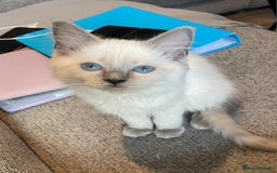 Ragdoll cats for sale: Ready Now. Stunning GCCF Pure Bred Ragdoll kittens - Image 28