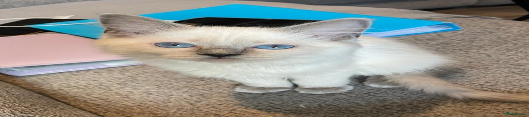 Blue Point Female