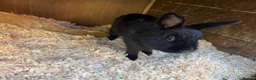 Mixed Breed rabbits for sale: Two gorgeous bonded boy rabbits for sale - Advert 7