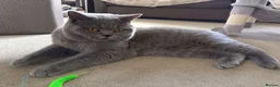 British Shorthair cats for stud: GCCF registered Blue British ShortHair stud  - Advert 3