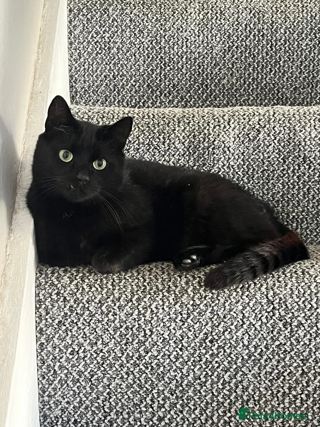 American Shorthair cats for sale: Loving home needed for Bomba  in Hyde - Advert 4