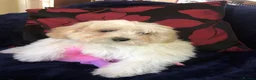 Maltipoo dogs for sale: Maltipoo puppies for sale  - Advert 36
