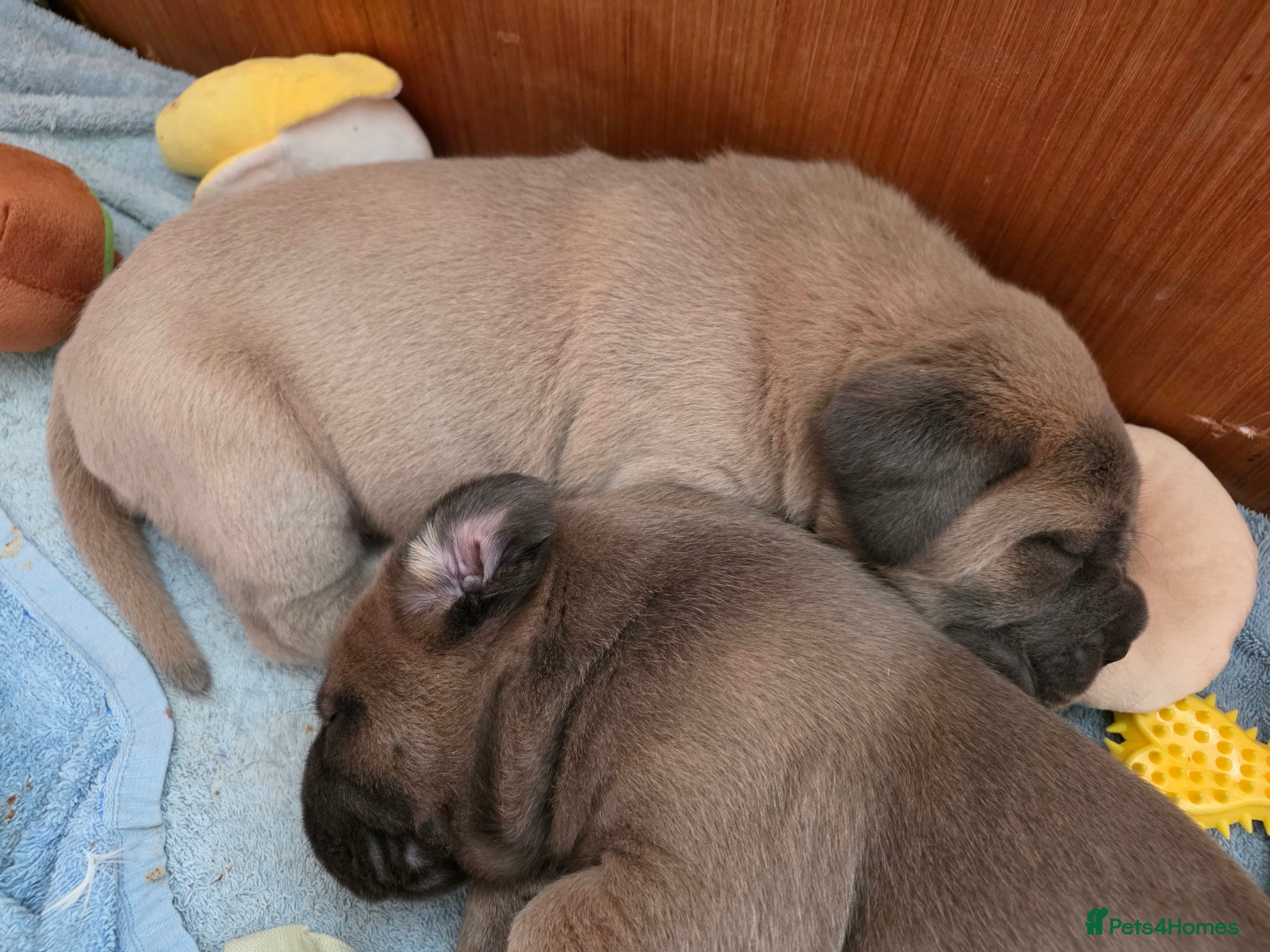Cane Corso dogs Pure bred Cane Corsos championship pedigree - Advert 18