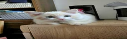 Mixed Breed cats for sale: Ragdoll / Persian Cross for sale - Advert 7
