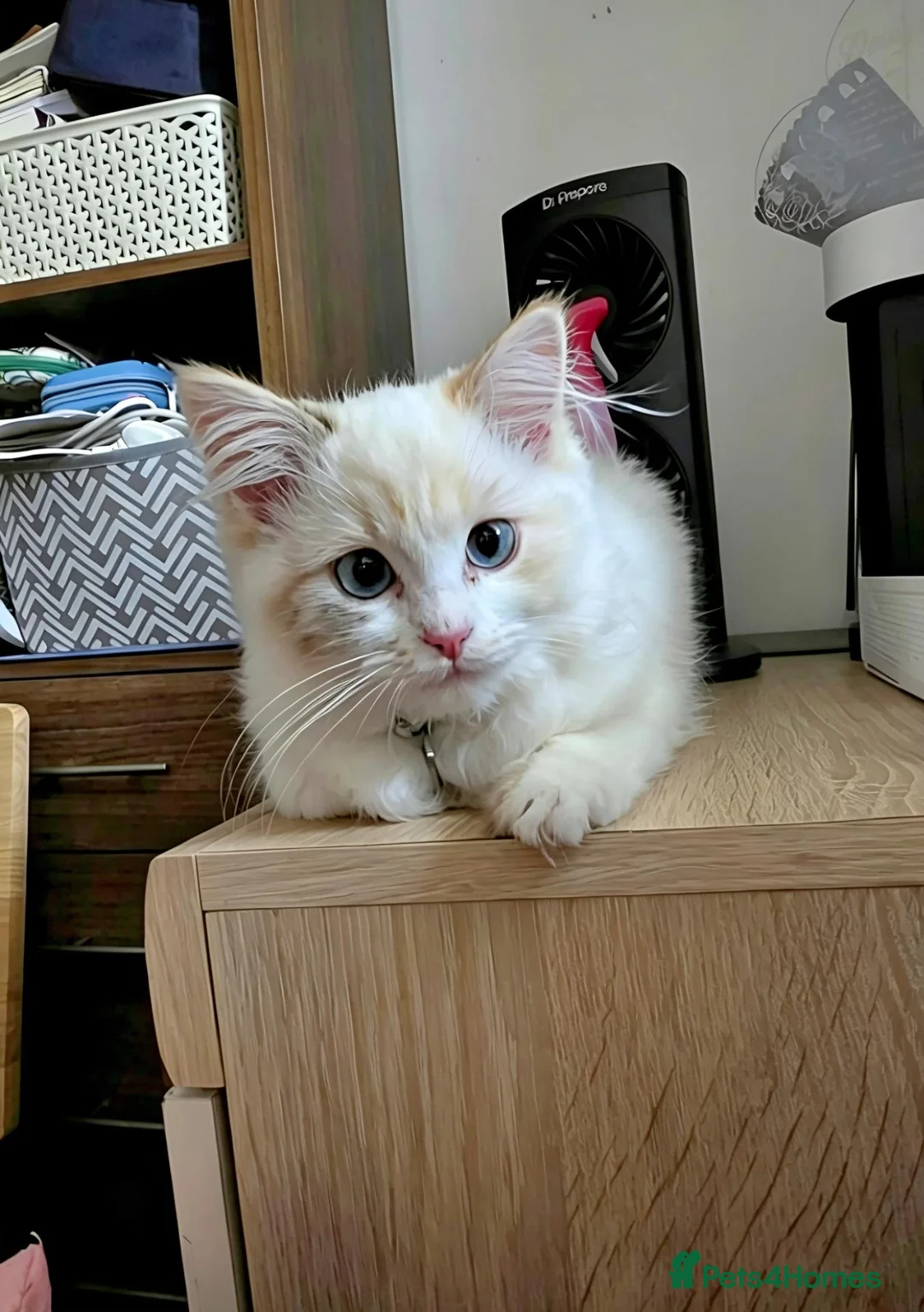 Mixed Breed cats for sale: Ragdoll / Persian Cross for sale - Advert 7