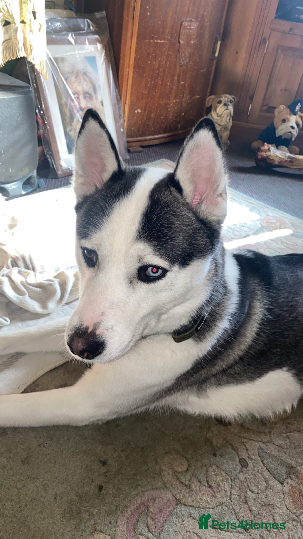 Siberian Husky dogs Siberian husky  - Advert 4