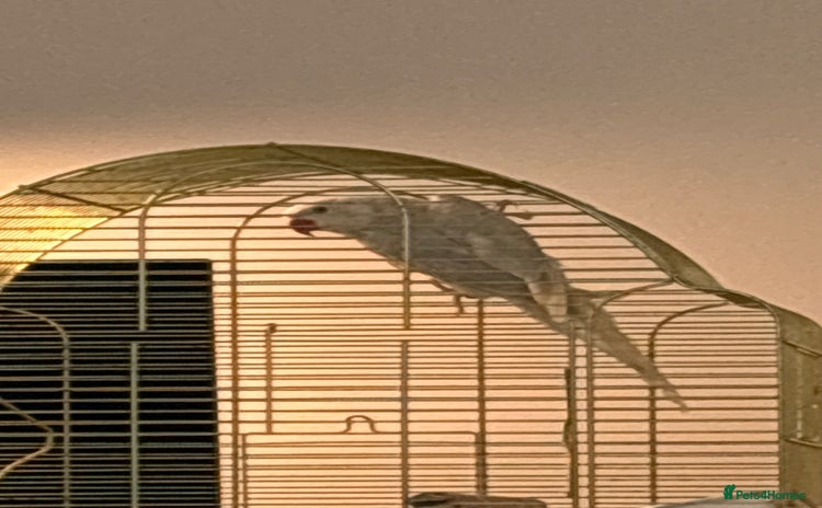 Ringnecks birds - Advert 2