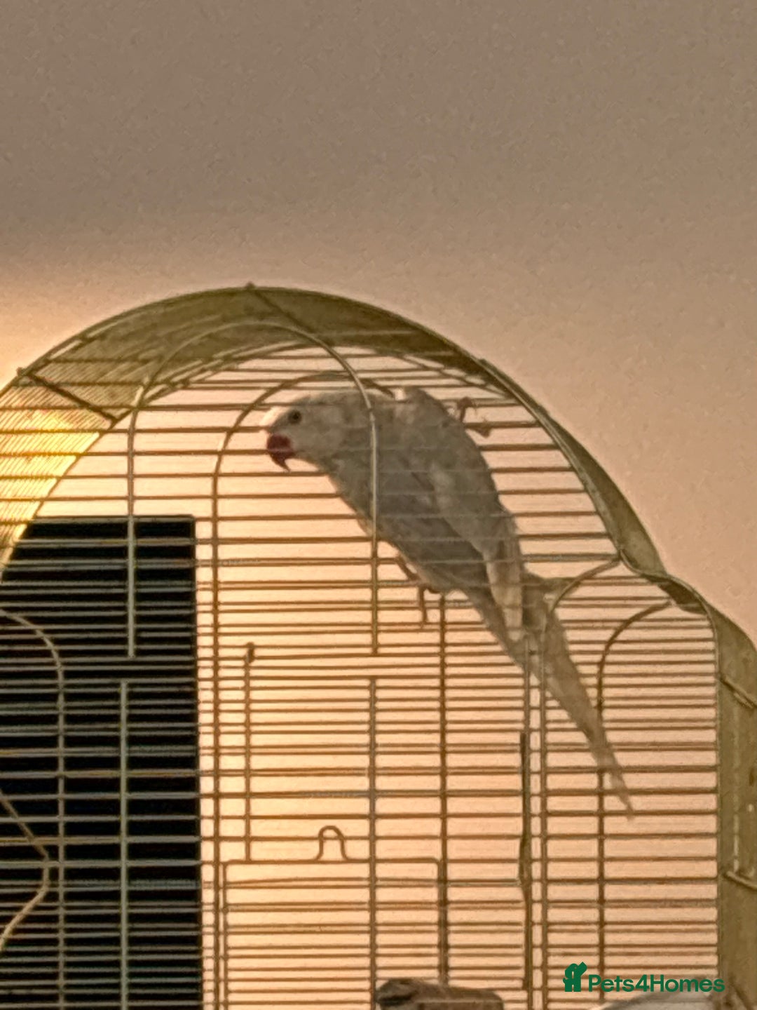 Ringnecks birds for sale: Indian Ringneck female  - Image 1