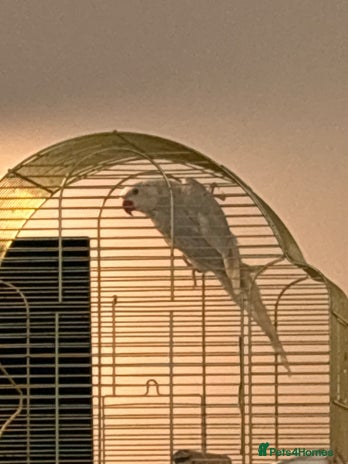 Ringnecks birds - Advert 2