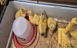 Ducks poultry for sale: Hatching Eggs - Large Silver Appleyard in Helston - Image 4