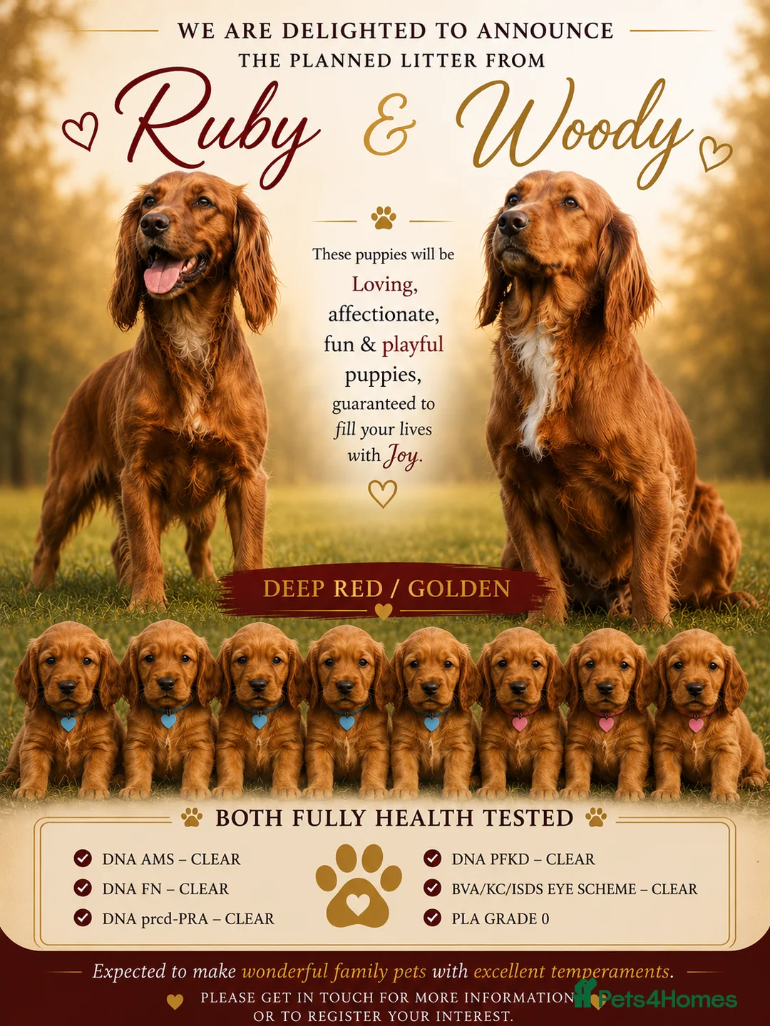 Cocker Spaniel dogs for sale: Dark Golden Cocker Spaniels  - Advert 1