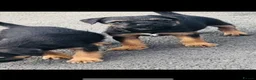 Border Terrier dogs for sale: Border terrier puppies - Advert 8