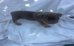 Olde English Bulldogge dogs for sale: Olde English Bulldog Puppies - Image 26