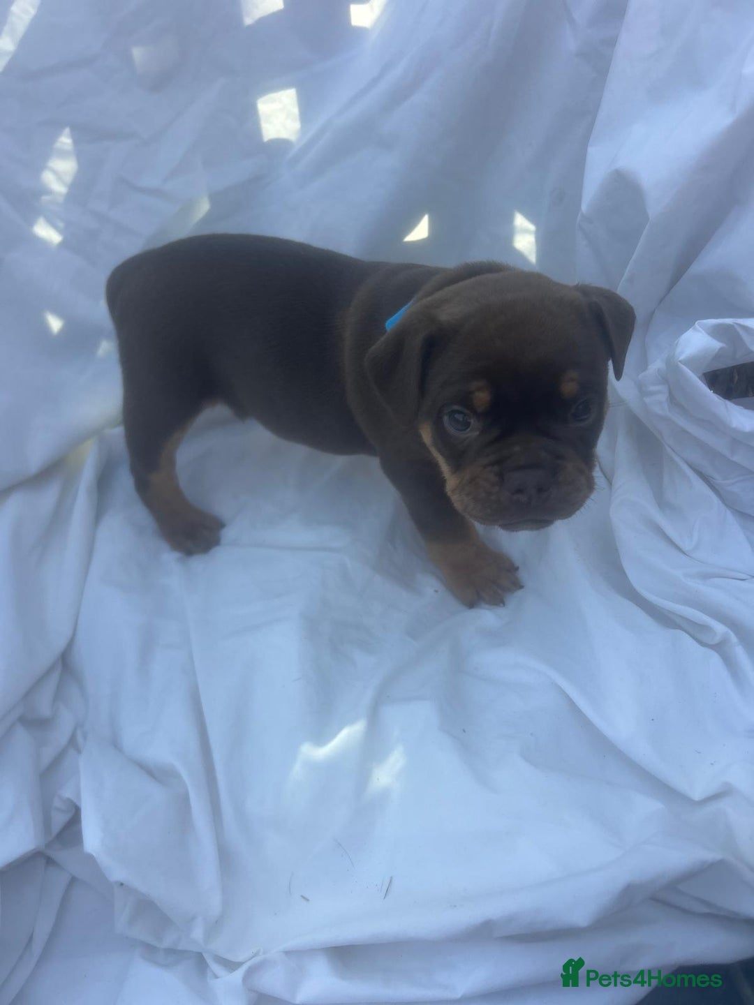 Olde English Bulldogge dogs for sale: Olde English Bulldog Puppies - Image 26