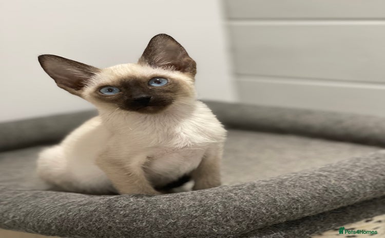 Siamese cats - Advert 1