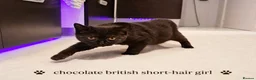 British Shorthair cats for sale: Chocolate British Shorthair Girl - Advert 4