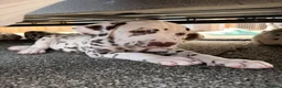 Dalmatian dogs for sale: JUST 3 BOYS LEFT READY THIS WEEK  - Advert 23