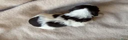 Sproodle dogs for sale: F1 Sproodle Puppies  - Advert 25
